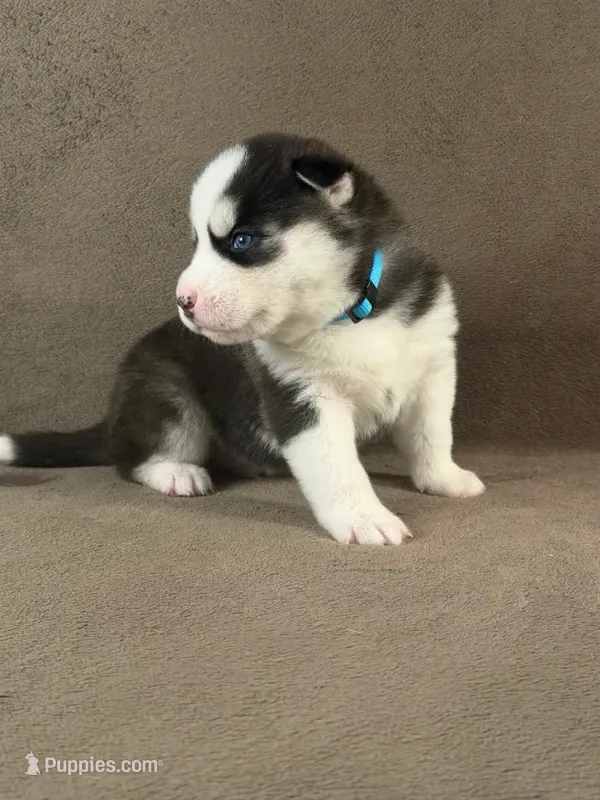 Daiki – Siberian Husky puppy for sale in Miami, FL