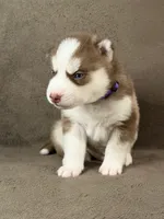 Goku, a male Siberian Husky for sale in Miami, FL – 1 of 2