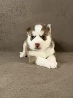 Goku, a male Siberian Husky for sale in Miami, FL – 2 of 2