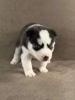 Keito, a male Siberian Husky for sale in Miami, FL – 2 of 2