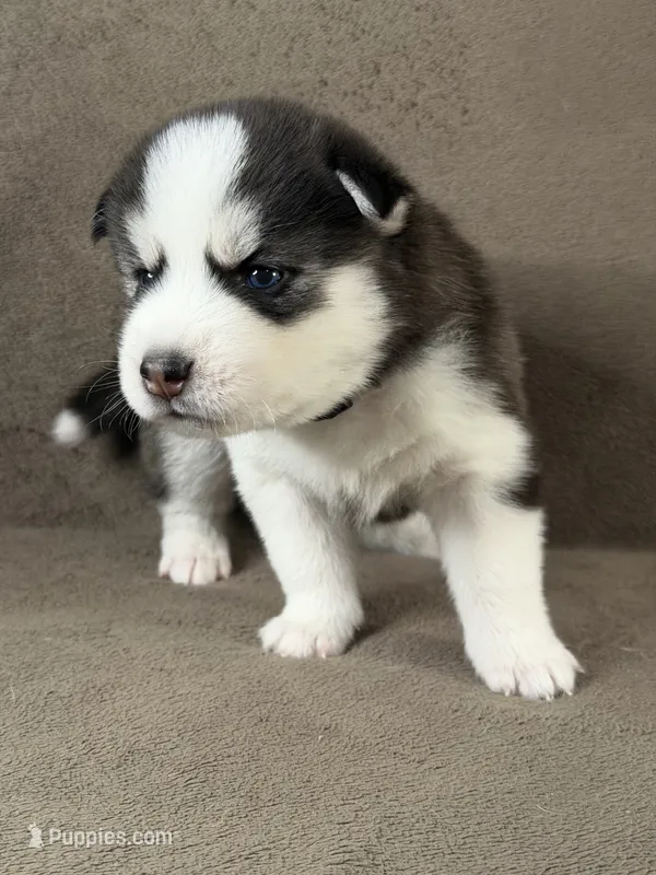 Keito – Siberian Husky puppy for sale in Miami, FL