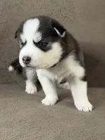 Keito, a male Siberian Husky for sale in Miami, FL – 1 of 2