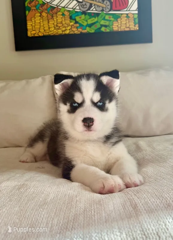 Daiki – Siberian Husky puppy for sale in Miami, FL