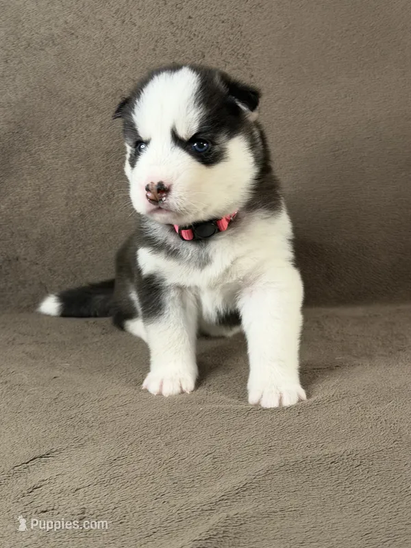 Hana  – Siberian Husky puppy for sale in Miami, FL