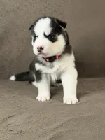 Hana , a female Siberian Husky for sale in Miami, FL – 1 of 1