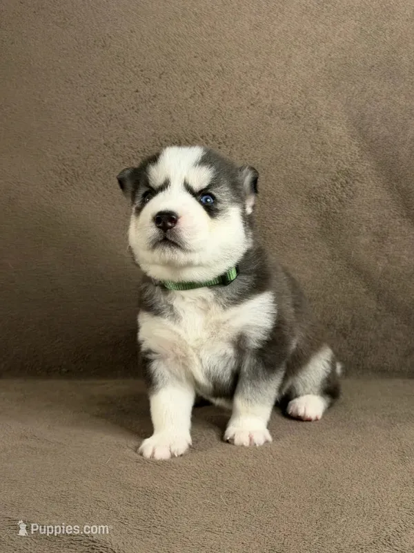Yuki – Siberian Husky puppy for sale in Miami, FL
