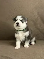 Yuki, a male Siberian Husky for sale in Miami, FL – 1 of 1