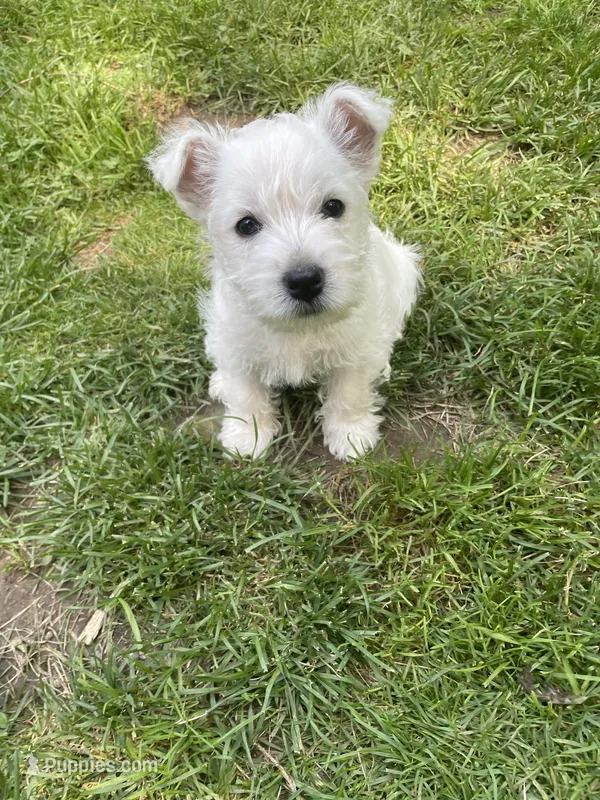Blue – West Highland White Terrier puppy for sale in Janesville, WI