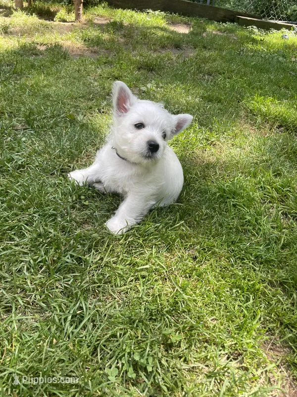 Black – West Highland White Terrier puppy for sale in Janesville, WI