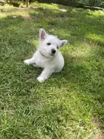 Black, a female West Highland White Terrier for sale in Janesville, WI – 1 of 1
