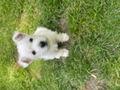 Blue, a female West Highland White Terrier for sale in Janesville, WI – 2 of 2
