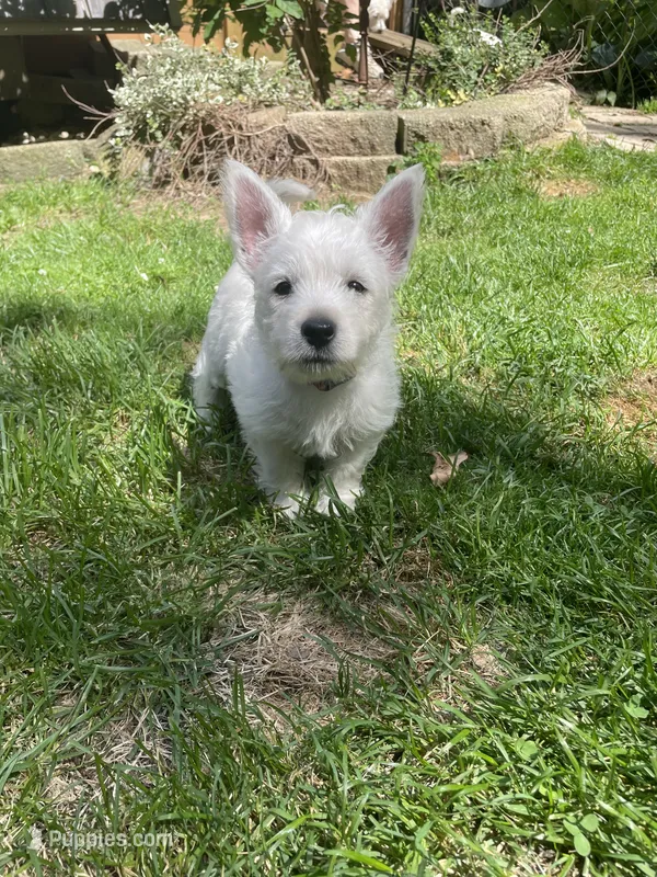 Red, a female West Highland White Terrier for sale in Janesville, WI – 1 of 3