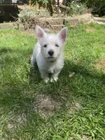 Red, a female West Highland White Terrier for sale in Janesville, WI – 1 of 3