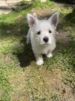 Red, a female West Highland White Terrier for sale in Janesville, WI – 2 of 3