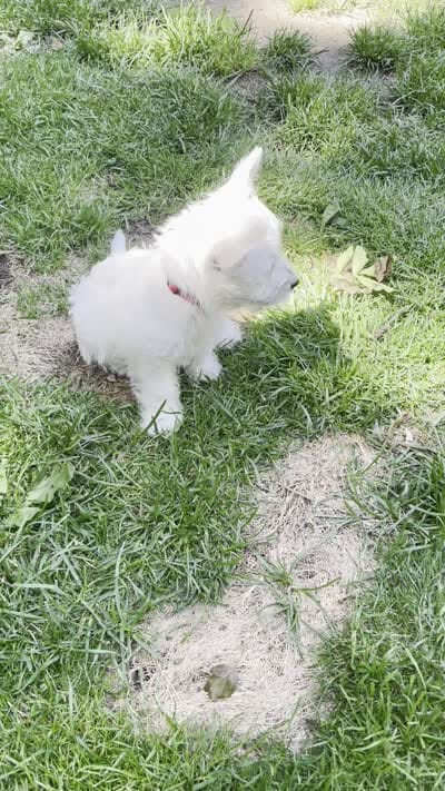 Red, a female West Highland White Terrier for sale in Janesville, WI – 3 of 3