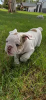 Wrecky, a female English Bulldog for sale in Glendale, AZ – 5 of 5