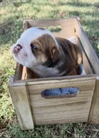 Bear , a male English Bulldog for sale in Glendale, AZ – 1 of 5