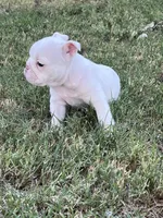GiGi , a female English Bulldog for sale in Glendale, AZ – 5 of 5