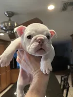 GiGi , a female English Bulldog for sale in Glendale, AZ – 2 of 5