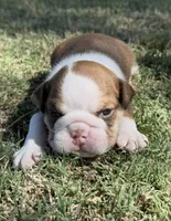 Maple , a female English Bulldog for sale in Glendale, AZ – 2 of 4