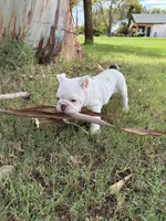 Piggy, a female English Bulldog for sale in Glendale, AZ – 3 of 5