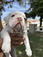 Wrecky, a female English Bulldog for sale in Glendale, AZ – 2 of 5