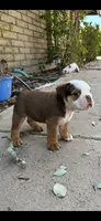 Bear , a male English Bulldog for sale in Glendale, AZ – 5 of 5