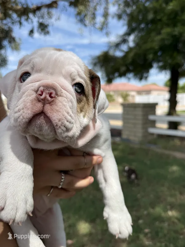 Wrecky – English Bulldog puppy for sale in Glendale, AZ