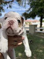 Wrecky, a female English Bulldog for sale in Glendale, AZ – 1 of 5