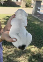 Stella , a female English Bulldog for sale in Glendale, AZ – 5 of 5