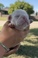 Stella , a female English Bulldog for sale in Glendale, AZ – 3 of 5
