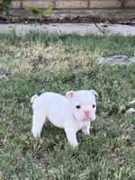 GiGi , a female English Bulldog for sale in Glendale, AZ – 4 of 5