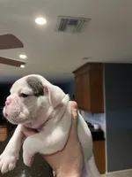 Stella , a female English Bulldog for sale in Glendale, AZ – 5 of 5