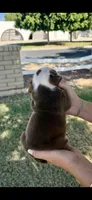 Bear , a male English Bulldog for sale in Glendale, AZ – 4 of 5
