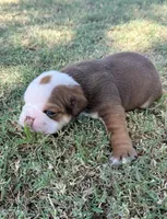 Bear , a male English Bulldog for sale in Glendale, AZ – 2 of 5