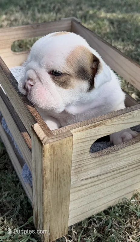 June – English Bulldog puppy for sale in Glendale, AZ