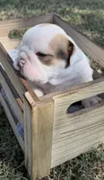 June, a female English Bulldog for sale in Glendale, AZ – 1 of 4
