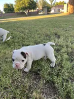Stella , a female English Bulldog for sale in Glendale, AZ – 3 of 5
