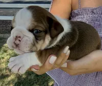 Maple , a female English Bulldog for sale in Glendale, AZ – 4 of 4