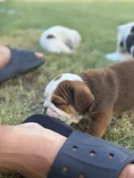 Bear , a male English Bulldog for sale in Glendale, AZ – 2 of 5