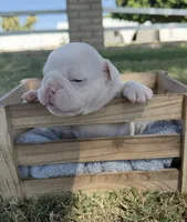 Stella , a female English Bulldog for sale in Glendale, AZ – 2 of 5