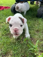 Stella , a female English Bulldog for sale in Glendale, AZ – 5 of 5
