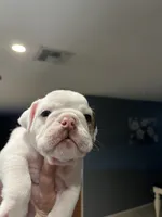 June , a female English Bulldog for sale in Glendale, AZ – 4 of 5