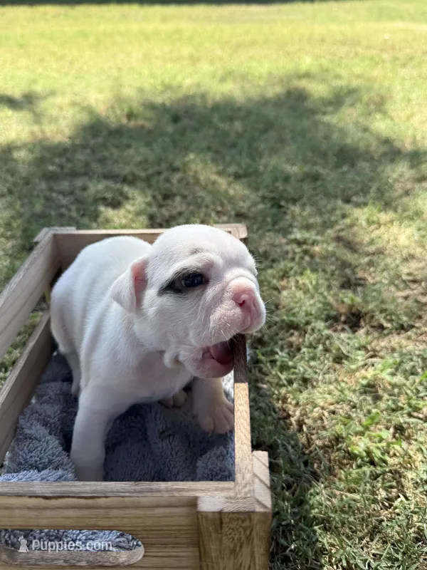 GiGi  – English Bulldog puppy for sale in Glendale, AZ