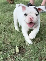 Stella , a female English Bulldog for sale in Glendale, AZ – 3 of 5