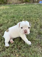 June , a female English Bulldog for sale in Glendale, AZ – 2 of 5