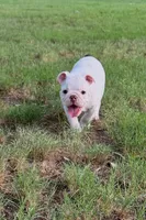 Piggy, a female English Bulldog for sale in Glendale, AZ – 4 of 5