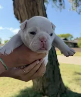 Stella , a female English Bulldog for sale in Glendale, AZ – 4 of 5