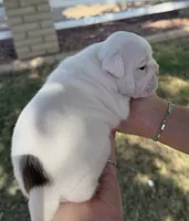 Ladybug, a female English Bulldog for sale in Glendale, AZ – 2 of 3