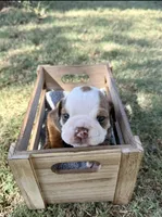 Bear , a male English Bulldog for sale in Glendale, AZ – 5 of 5